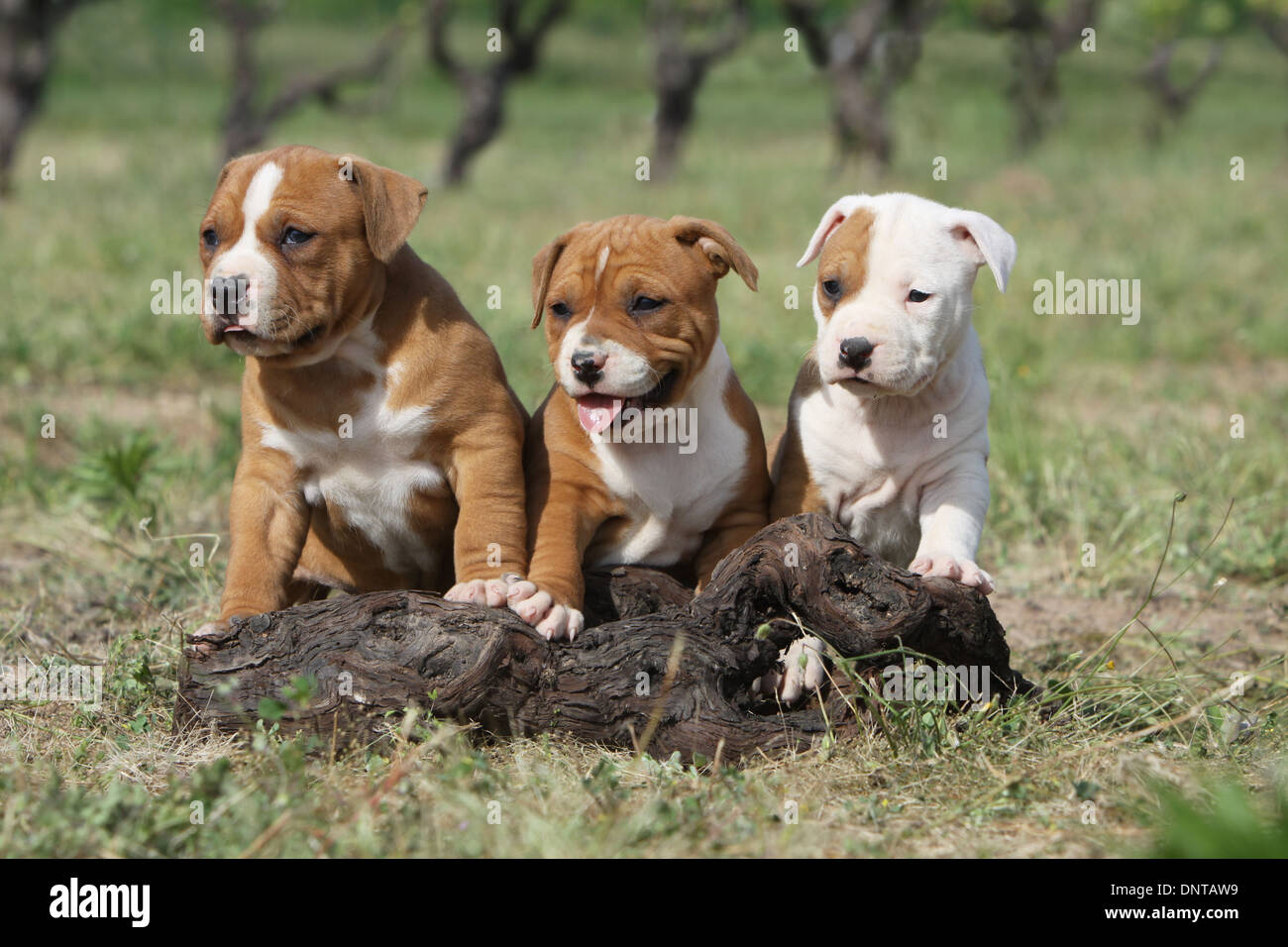 Dog American Staffordshire Terrier / Amstaff three puppies on a wood Stock  Photo - Alamy
