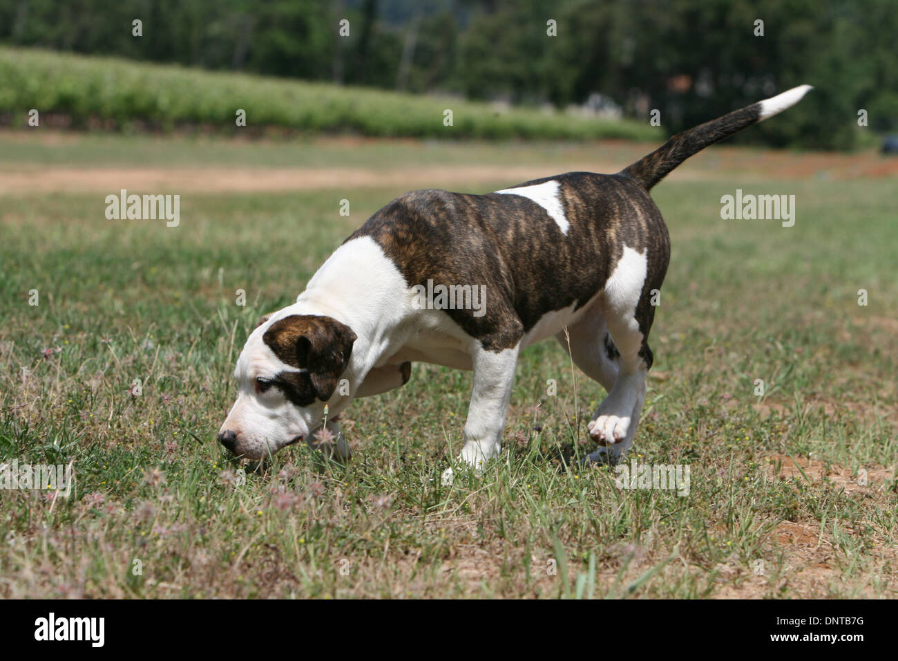 Gervane Demelle Hunter\, image size:1300x956