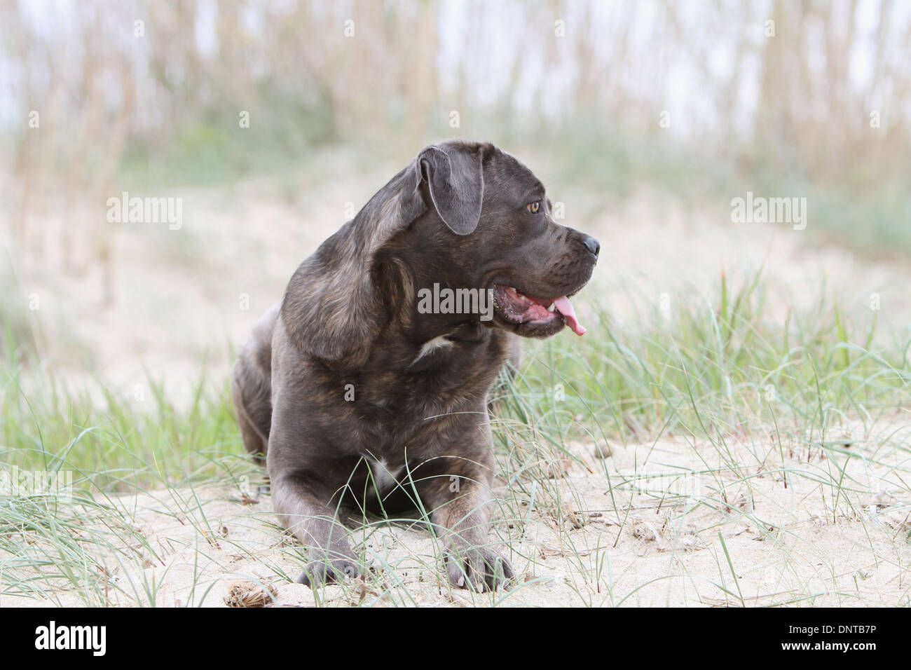 Dog Cane Corso / Italian Mastiff / adult lying on the beach Stock Photo