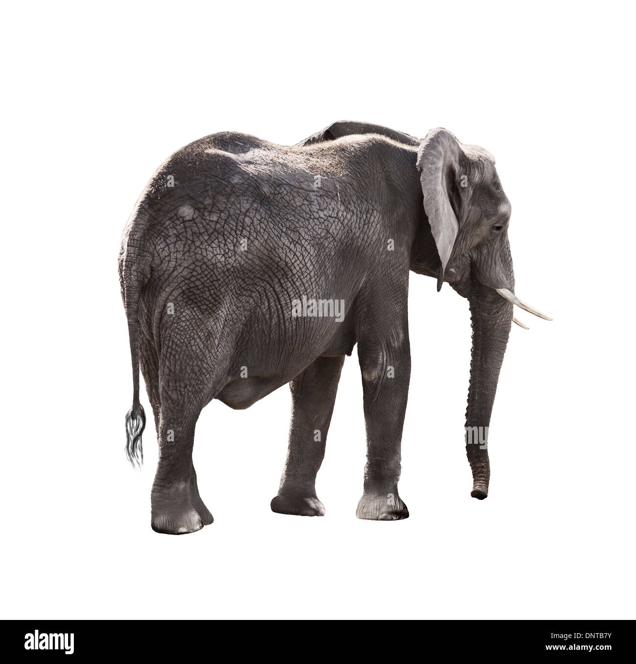 African Elephant Isolated On White Background Stock Photo - Alamy