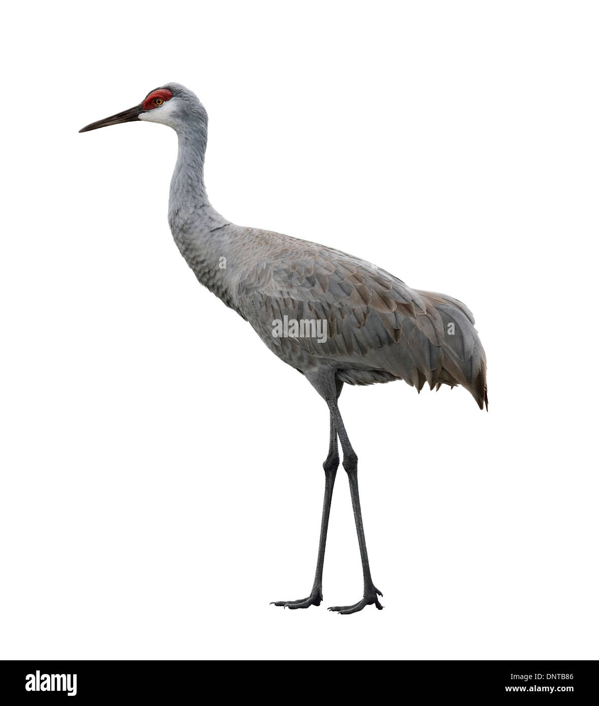 Sandhill Crane, Isolated On White Background Stock Photo - Alamy