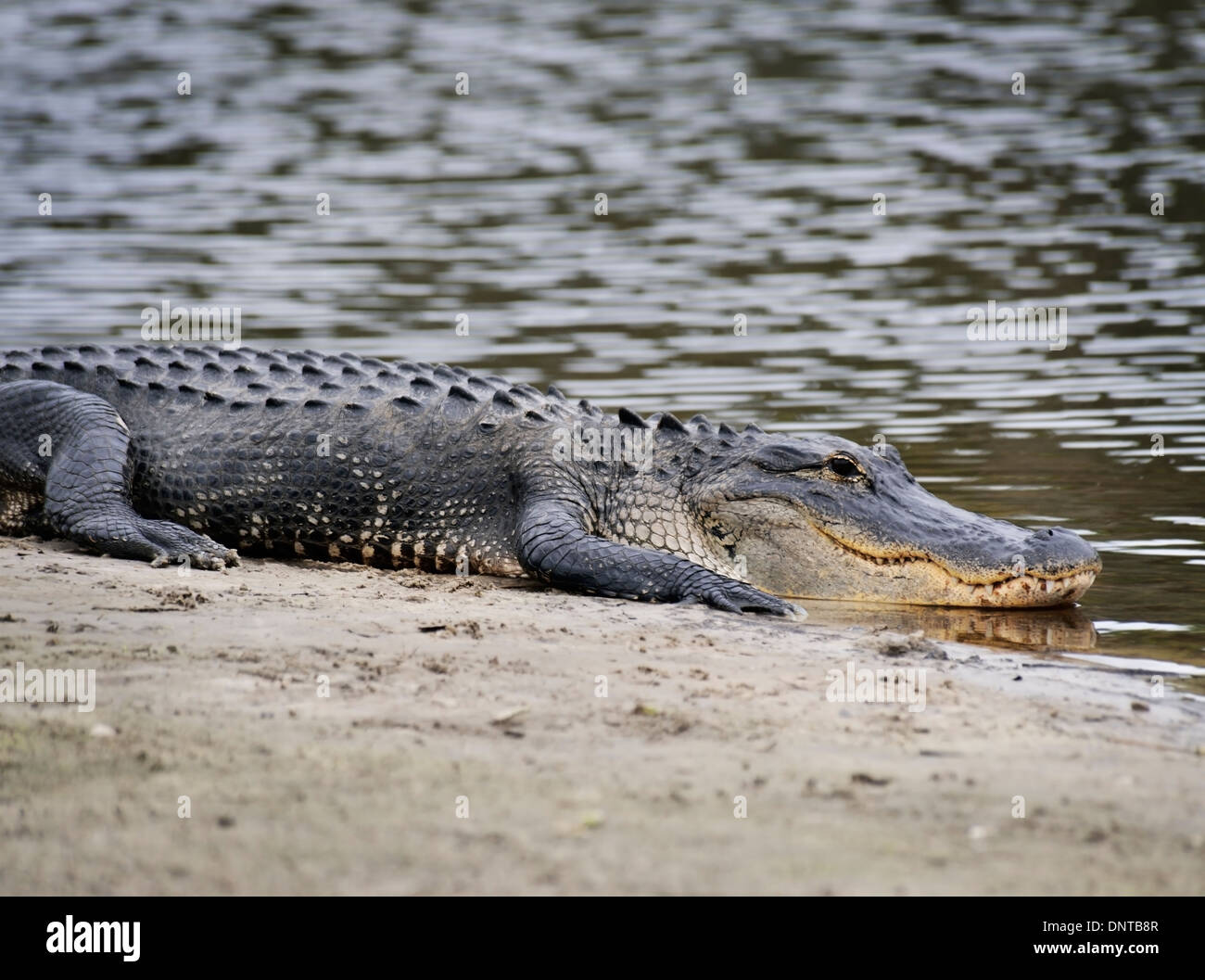 American Alligator Resting Near River Stock Photo