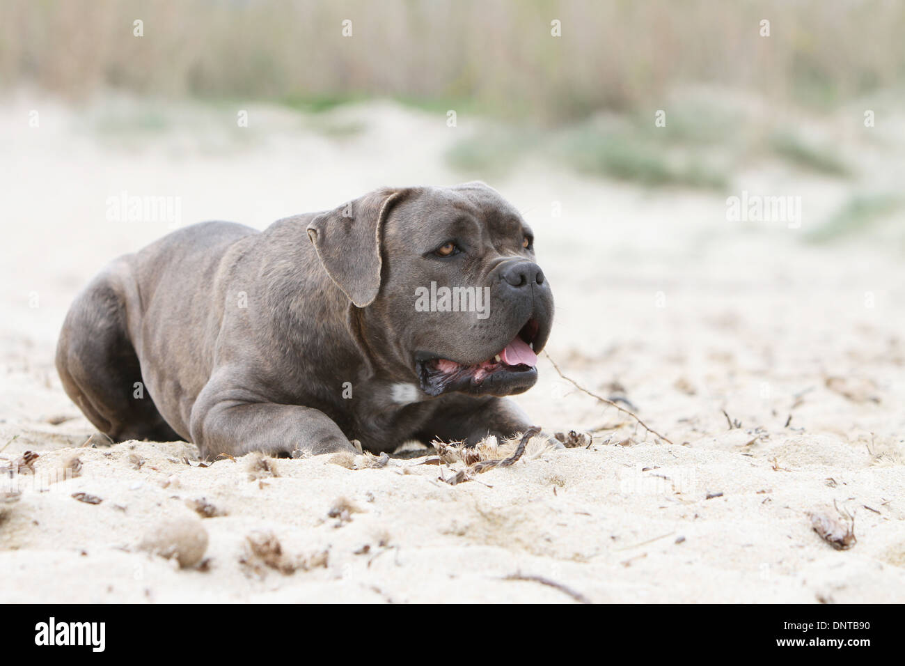 Dog Cane Corso / Italian Mastiff / adult lying on the beach Stock Photo