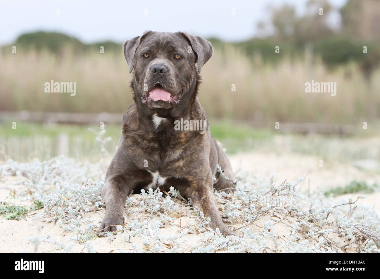 Are Cane Corso Banned