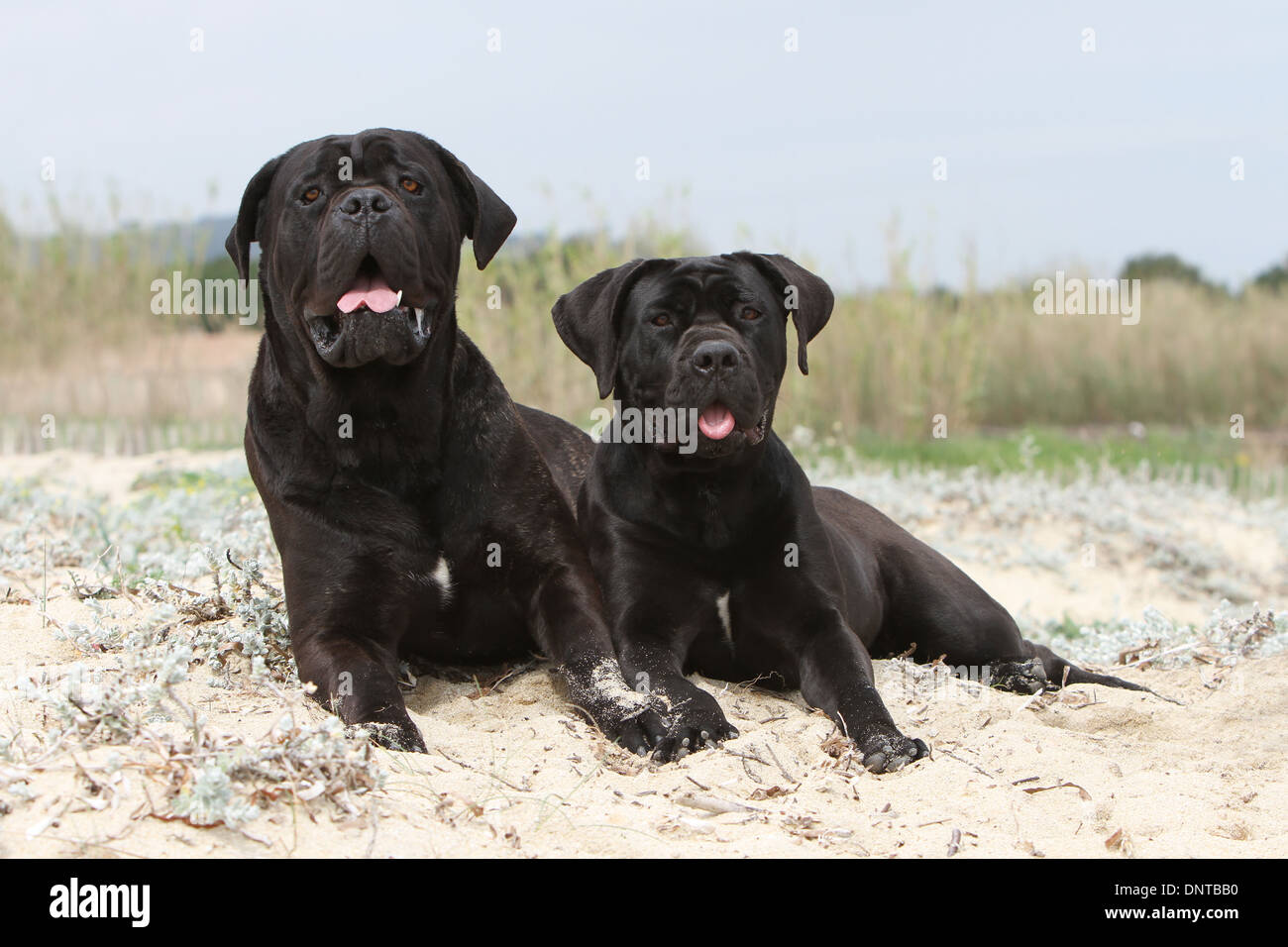 Dog Cane Corso Italian Mastiff Two Adults Lying On The