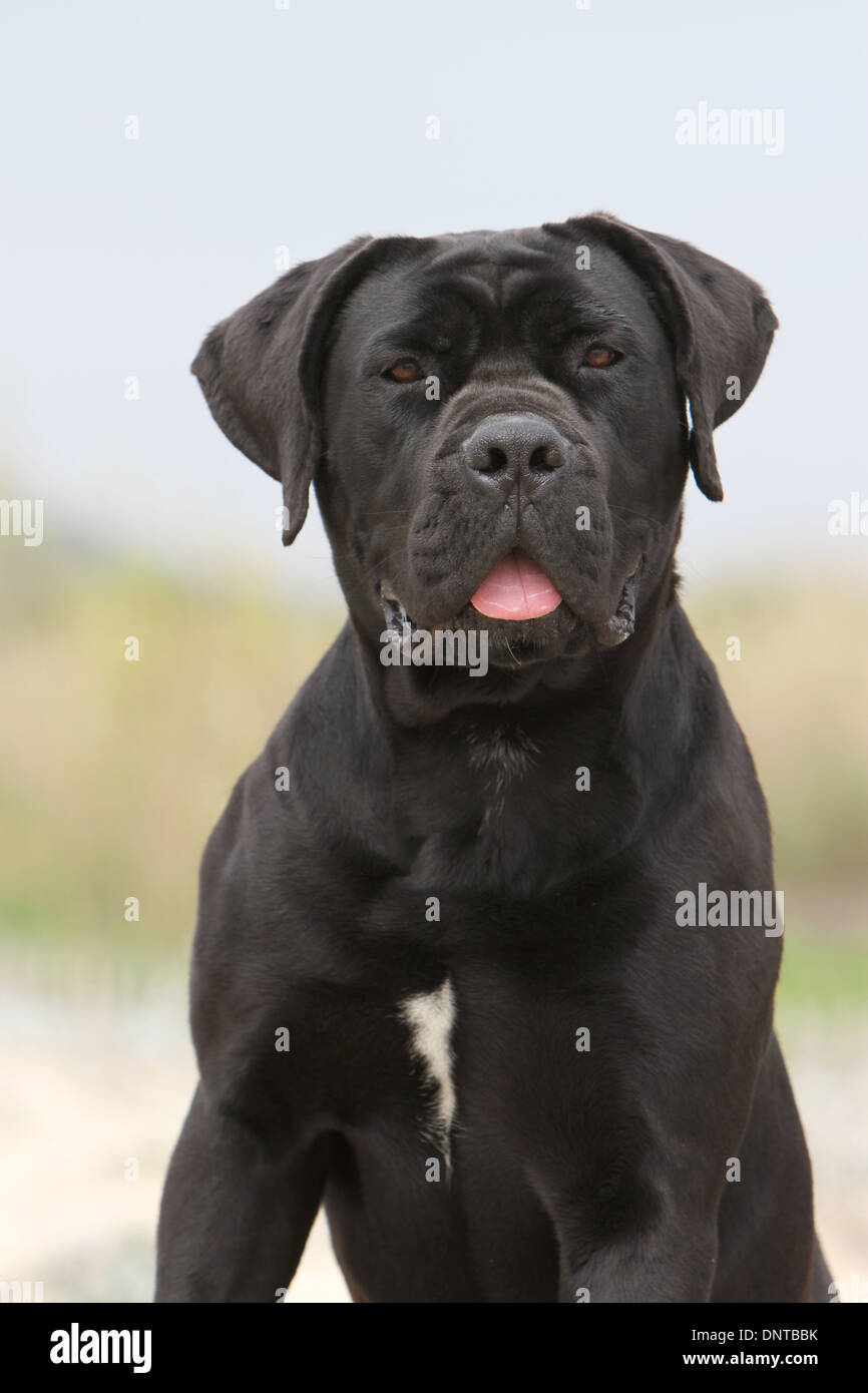 Dog Cane Corso Italian Mastiff Adult Portrait Stock
