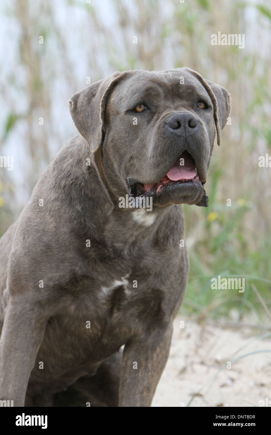 Dog Cane Corso Italian Mastiff Adult Portrait Stock