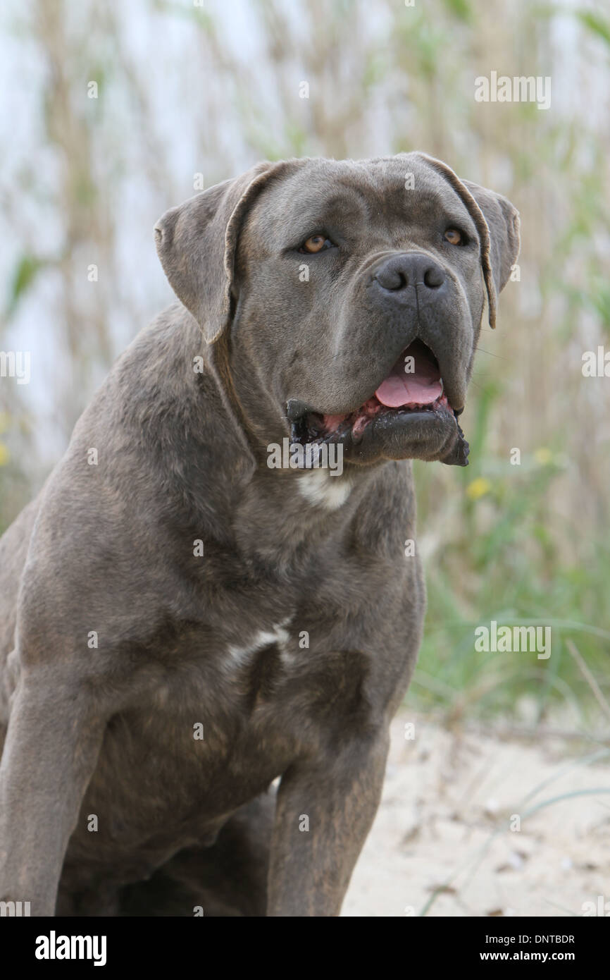 cane corso italian mastiff pics