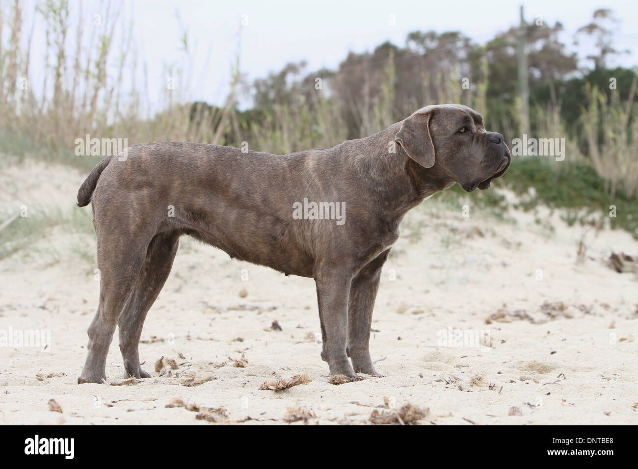 Cicero Cane Corso Italian Mastiff Home Facebook