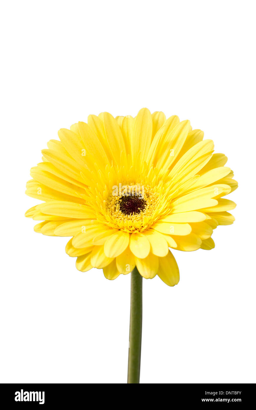 Yellow gerbera flower (Brilliance). Stock Photo