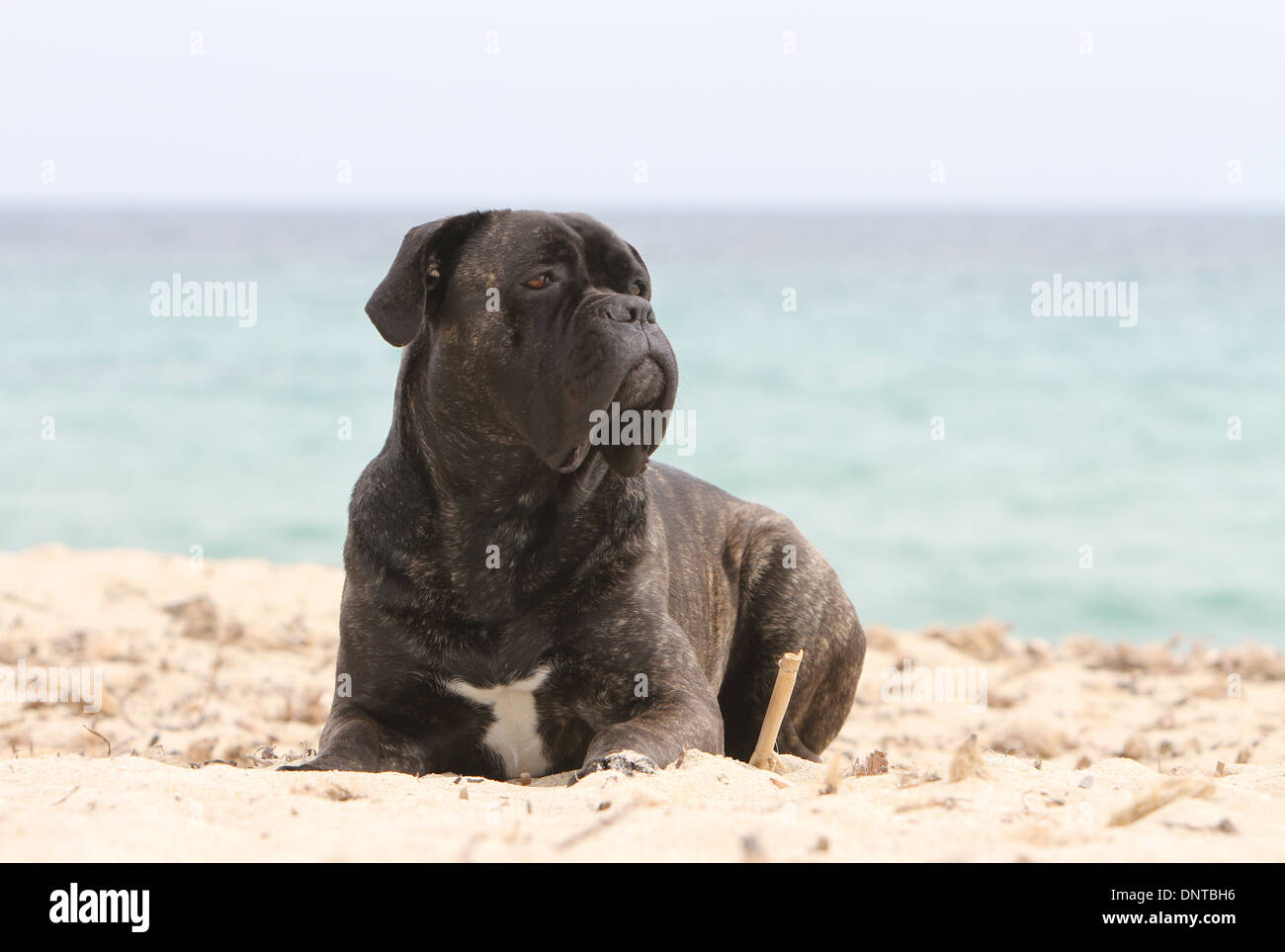 Dog Cane Corso / Italian Mastiff / adult lying on the beach Stock Photo