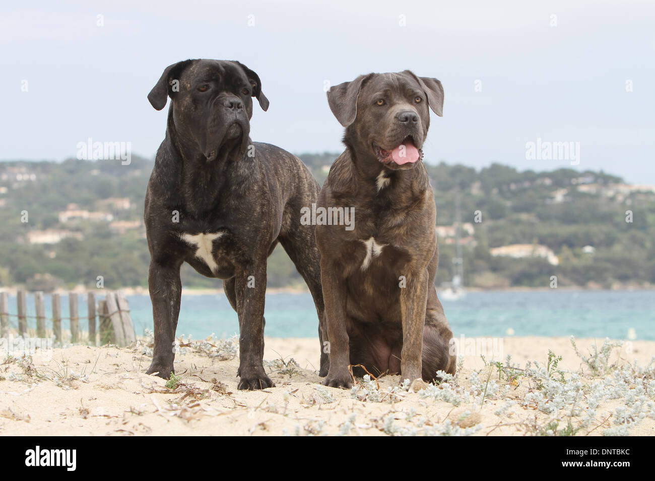 Two hotsell cane corsos
