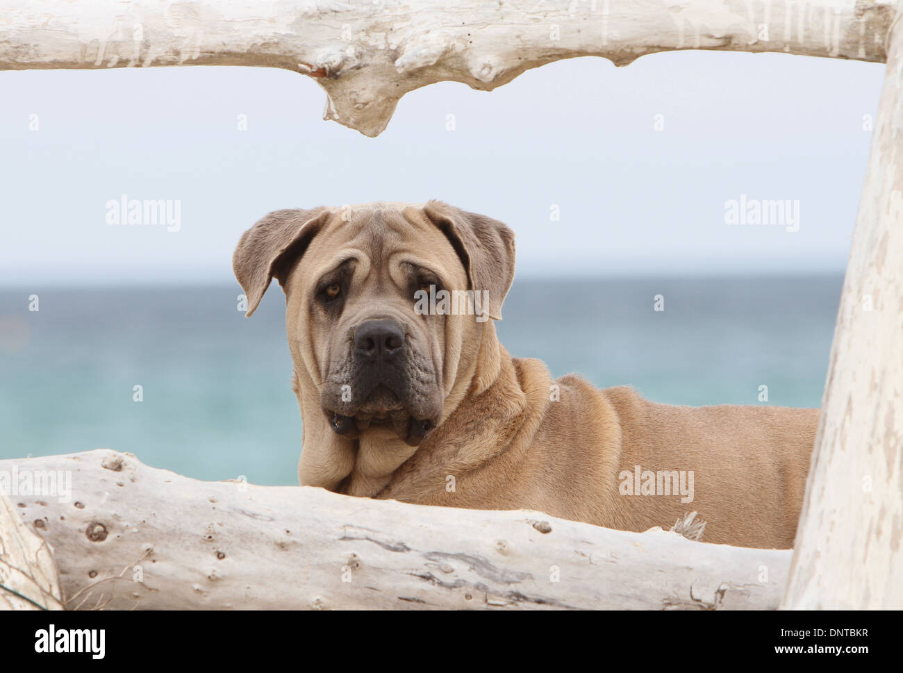 Dog Cane Corso / Italian Mastiff  /  adult portrait Stock Photo
