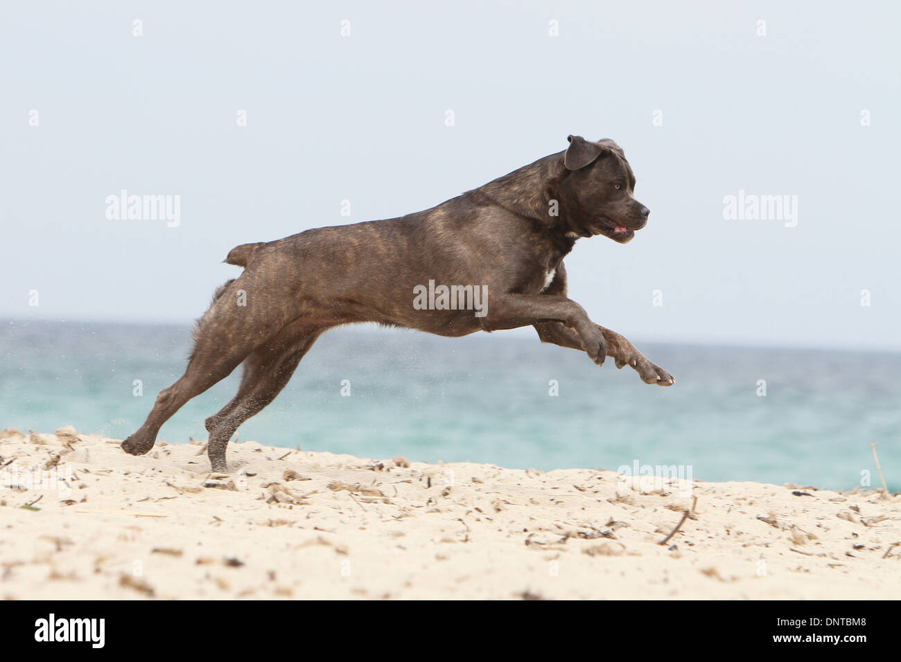 cane corso in action