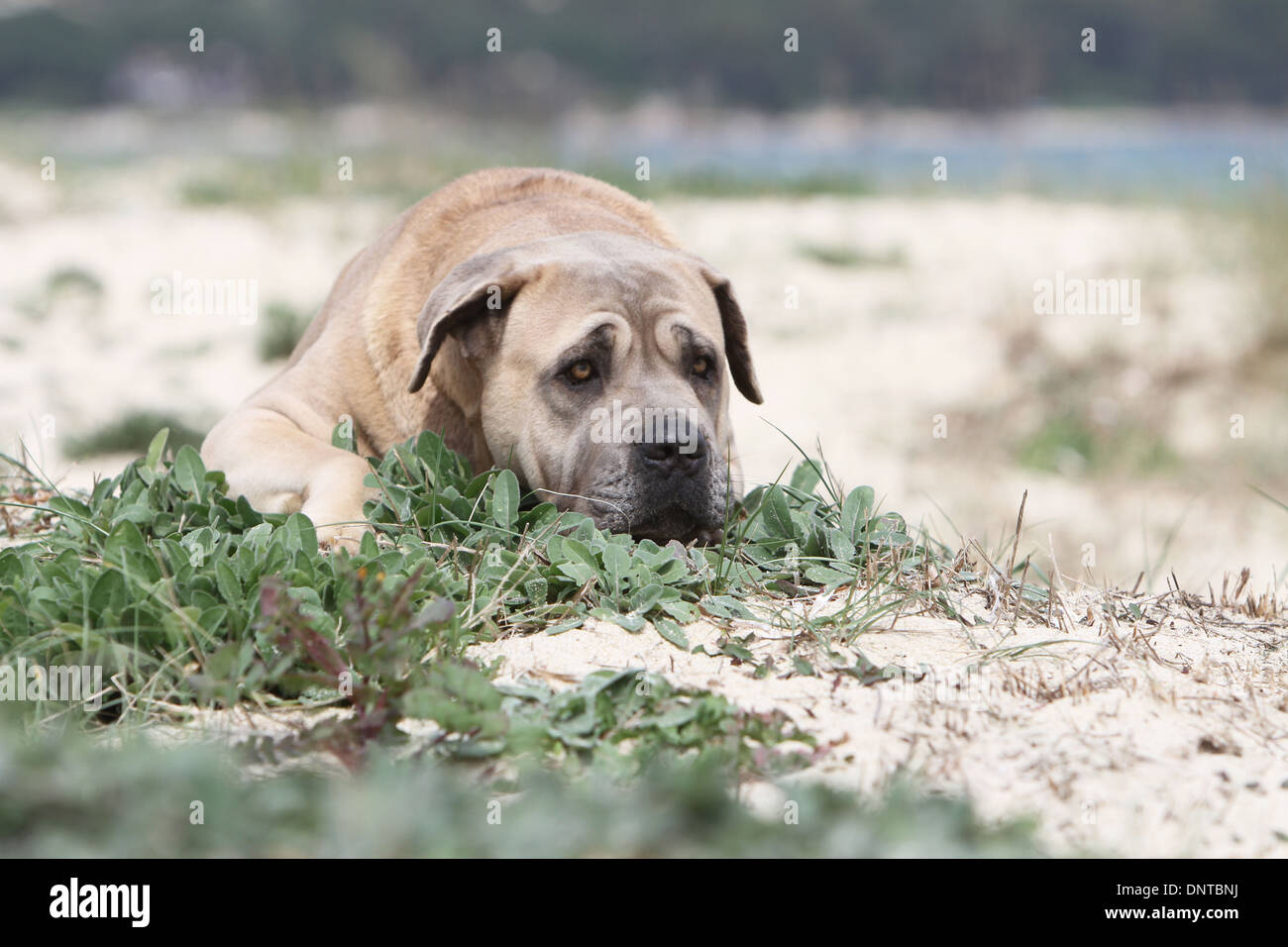 Dog Cane Corso Italian Mastiff Adult Lying On The Beach