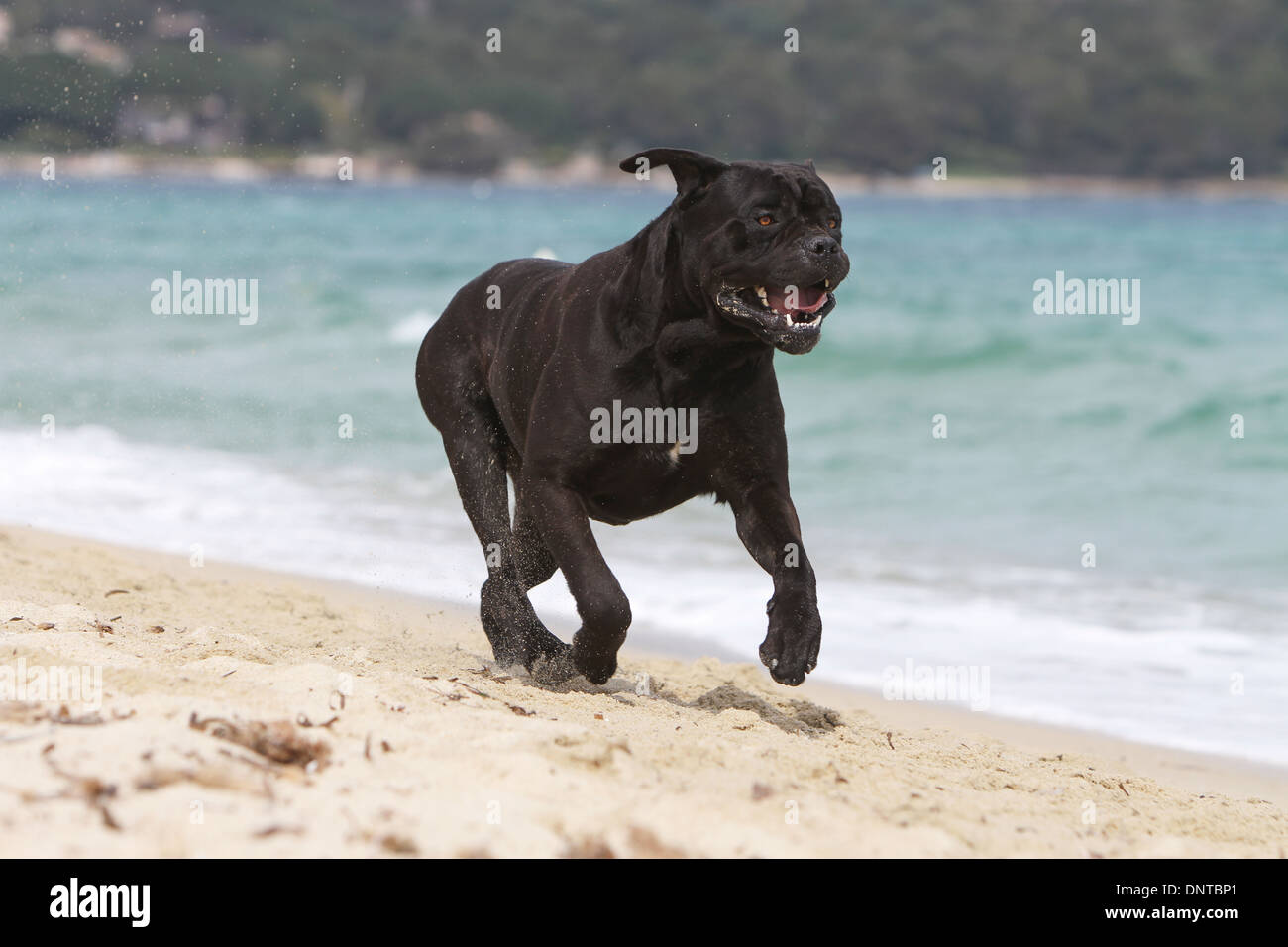 cane corso running
