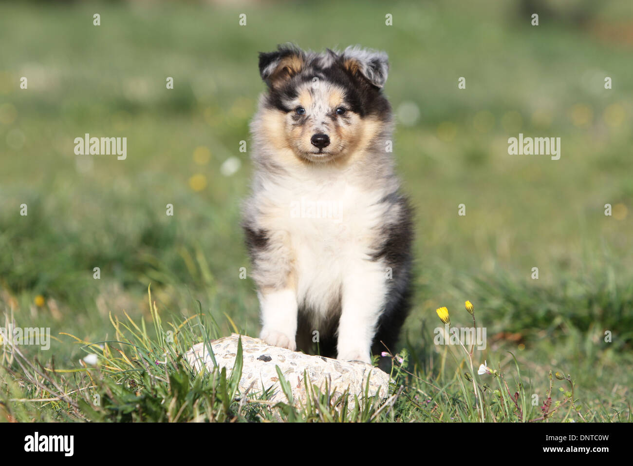 Dog Shetland Sheepdog / Sheltie / puppy ( blue merle ) sitting on a rock  Stock Photo - Alamy