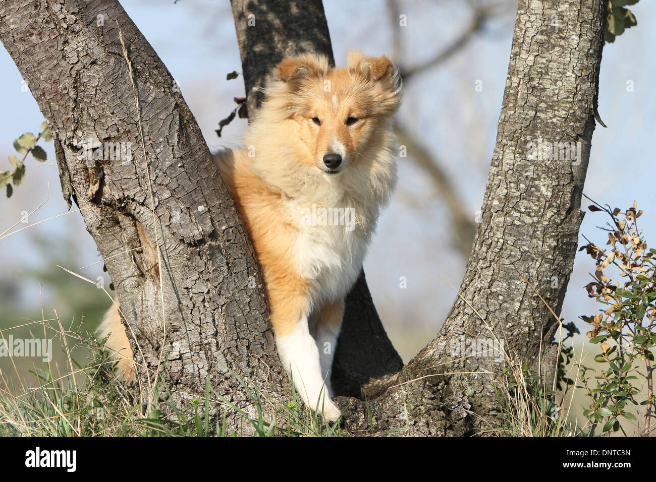 Dog Shetland Sheepdog / Sheltie / adult standing in a meadow Stock ...