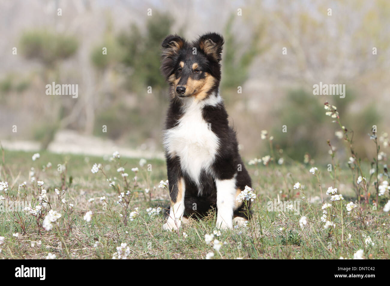 Dog Shetland Sheepdog / Sheltie / puppy (tricolor) sitting in a meadow  Stock Photo - Alamy