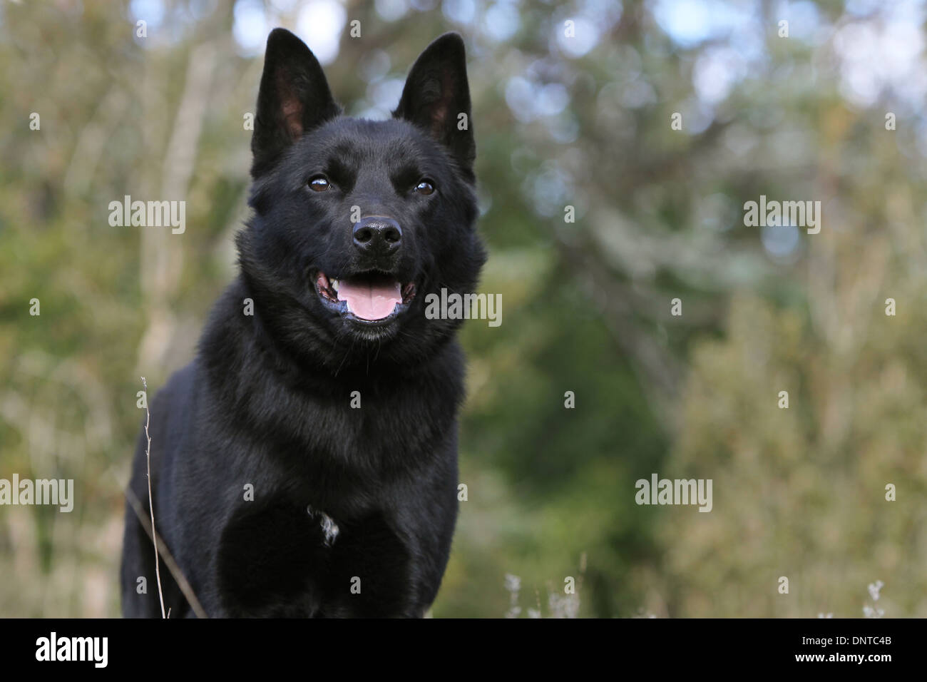 Dog Australian Kelpie  /  adult portrait Stock Photo