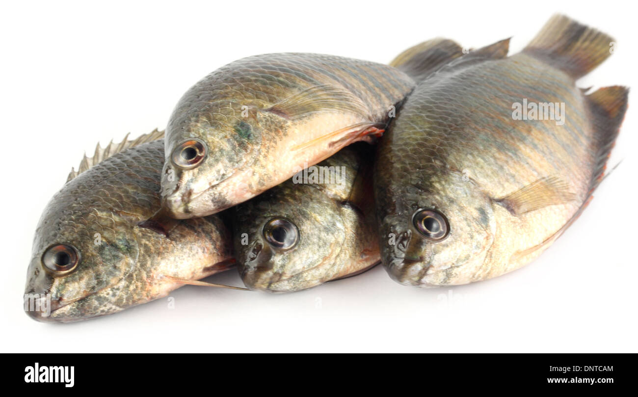 Banded gourami of Southern Asia over white background Stock Photo