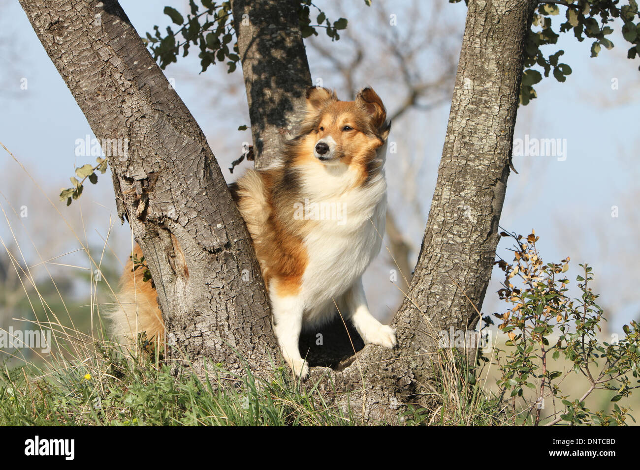 Dog Shetland Sheepdog / Sheltie / adult standing in a meadow Stock ...