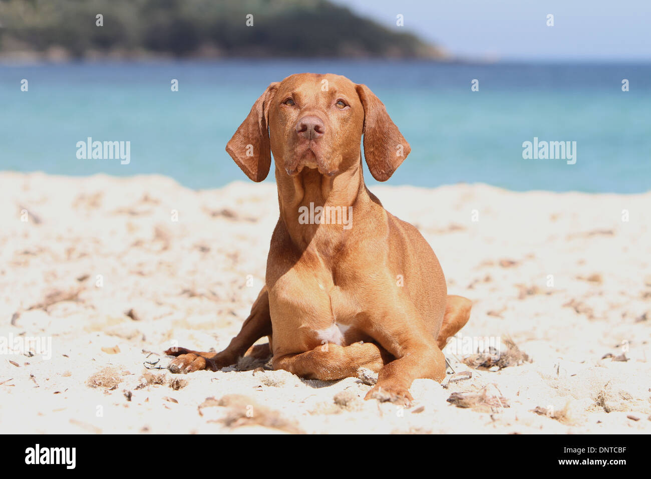 Cape east best sale vizslas