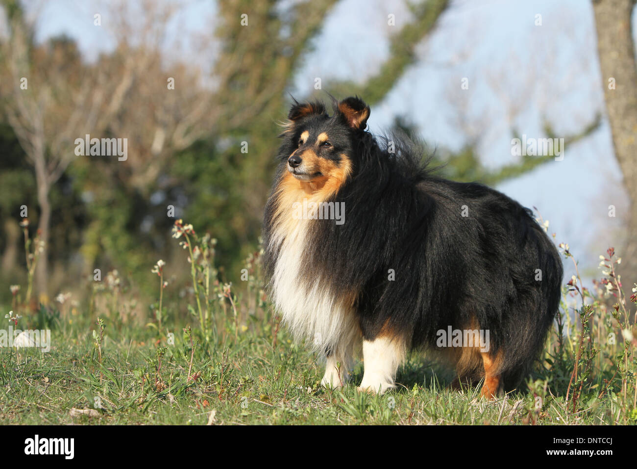 Dog Shetland Sheepdog / Sheltie / adult standing in a meadow Stock ...