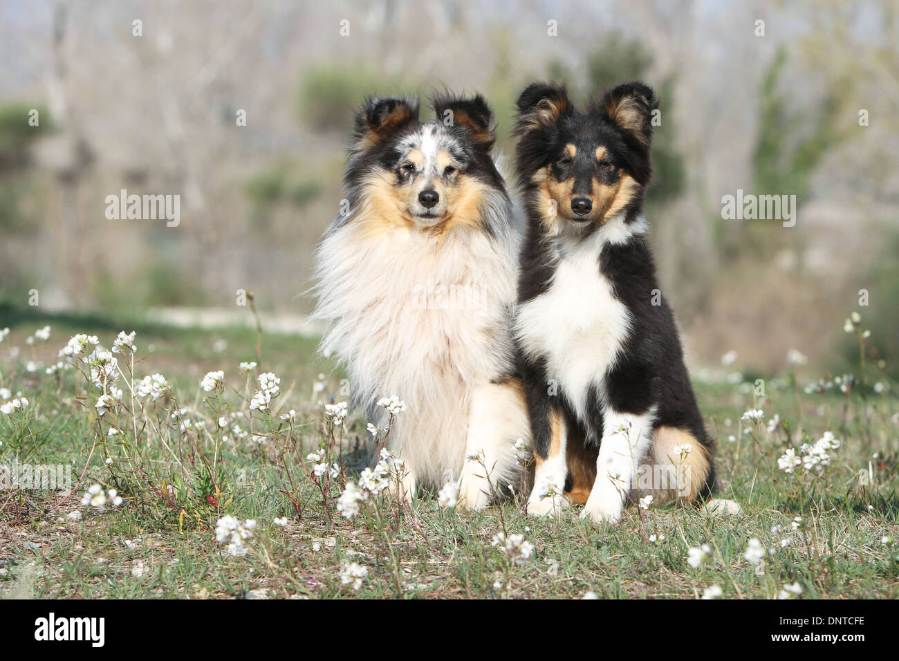 Dog Shetland Sheepdog / Sheltie / adult and puppy sitting in a meadow ...