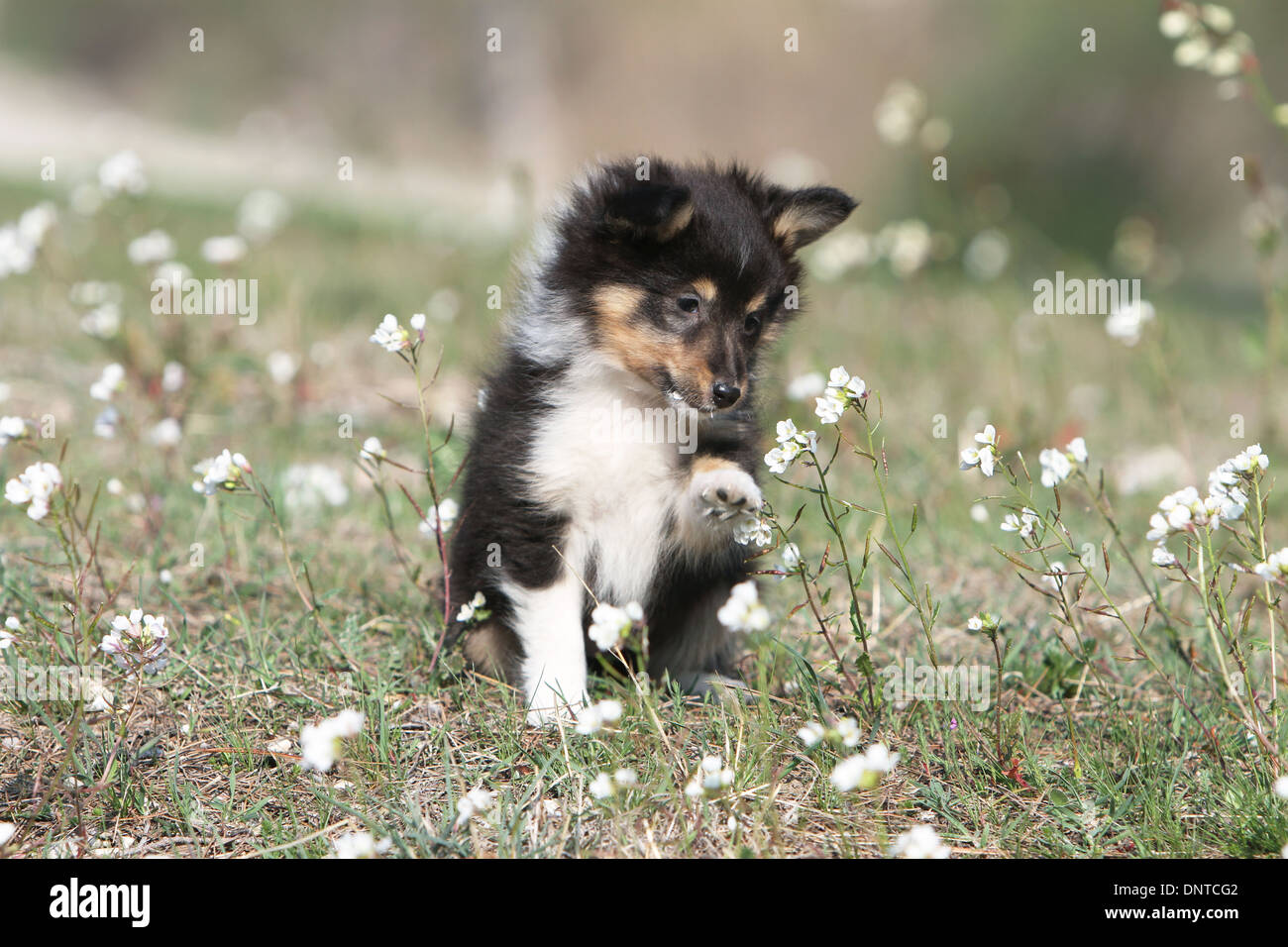 shetland shepherd puppy