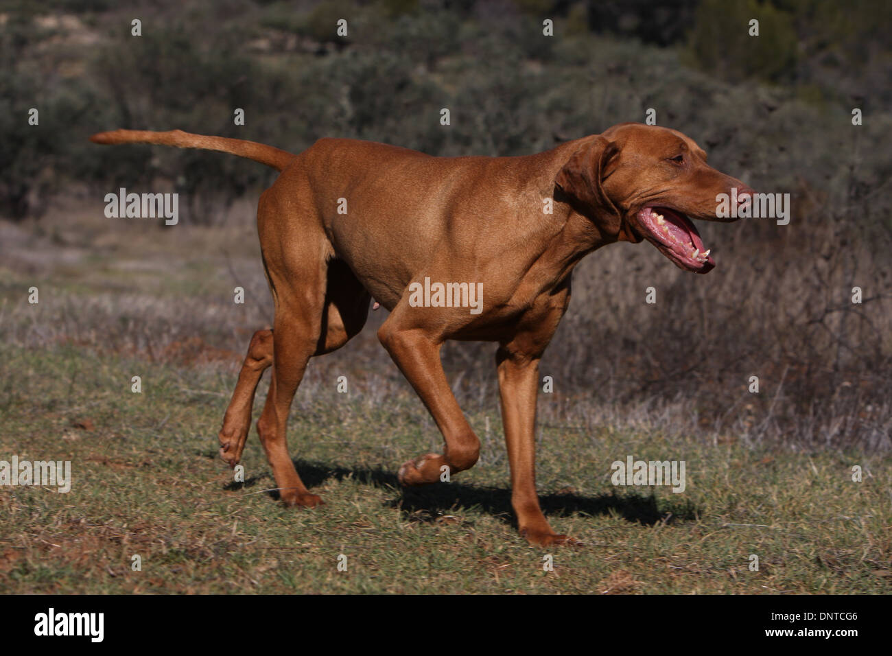 dog Magyar Vizsla / Hungarian Pointer shorthaired  adult running in a meadow Stock Photo