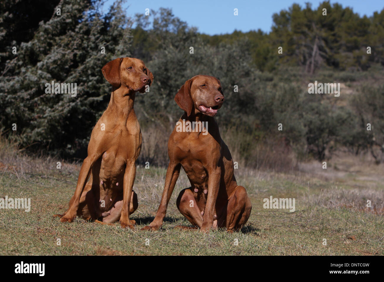 Dog Magyar Vizsla Hungarian Pointer Shorthaired Two Adults
