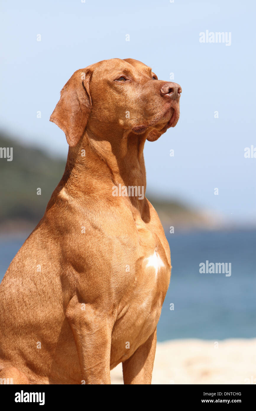 dog Magyar Vizsla / Hungarian Pointer shorthaired  adult portrait Stock Photo