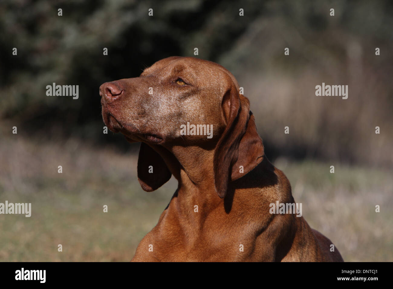 dog Magyar Vizsla / Hungarian Pointer shorthaired  adult portrait Stock Photo