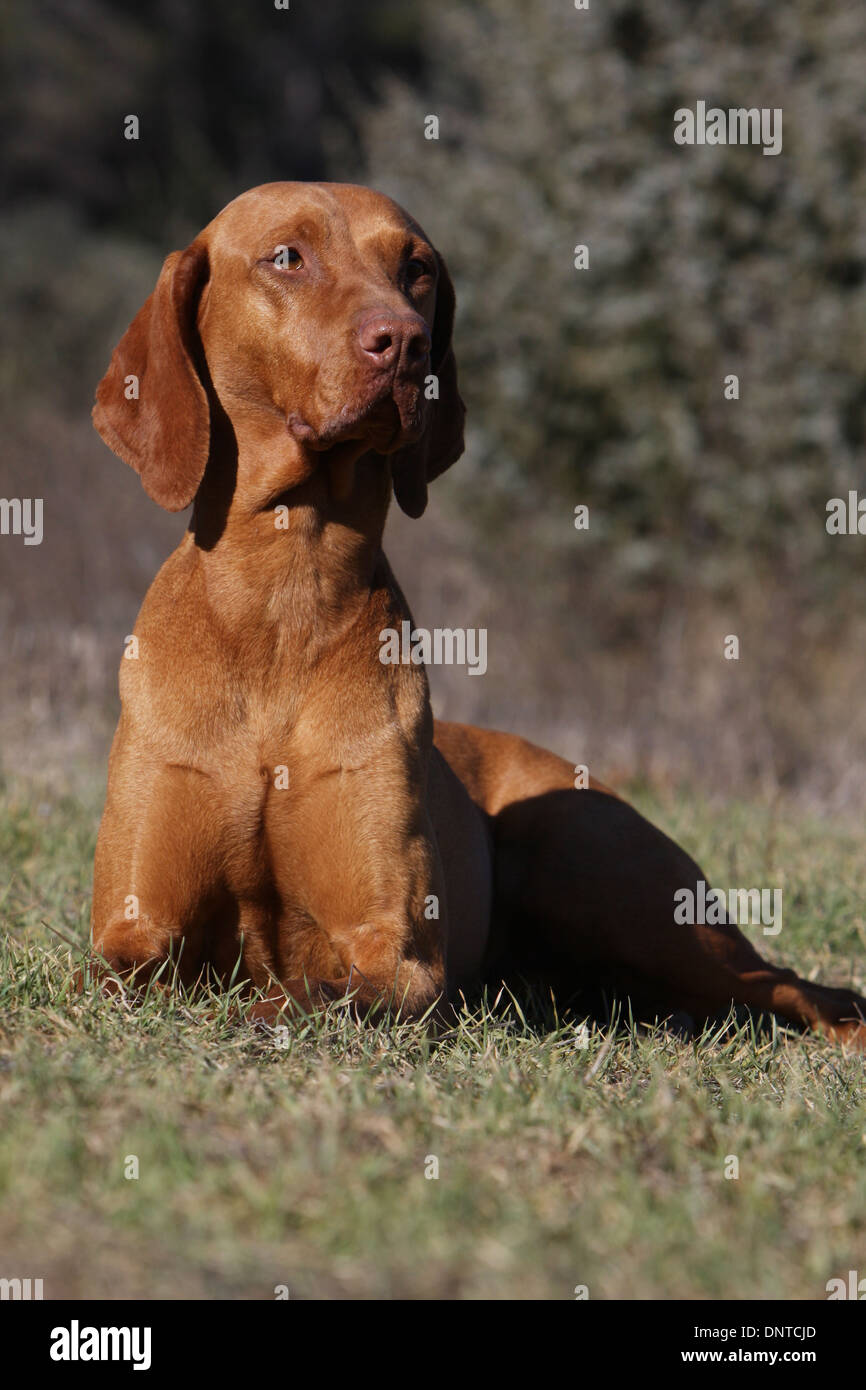 Dog Magyar Vizsla Hungarian Pointer Shorthaired Adult Lying In A