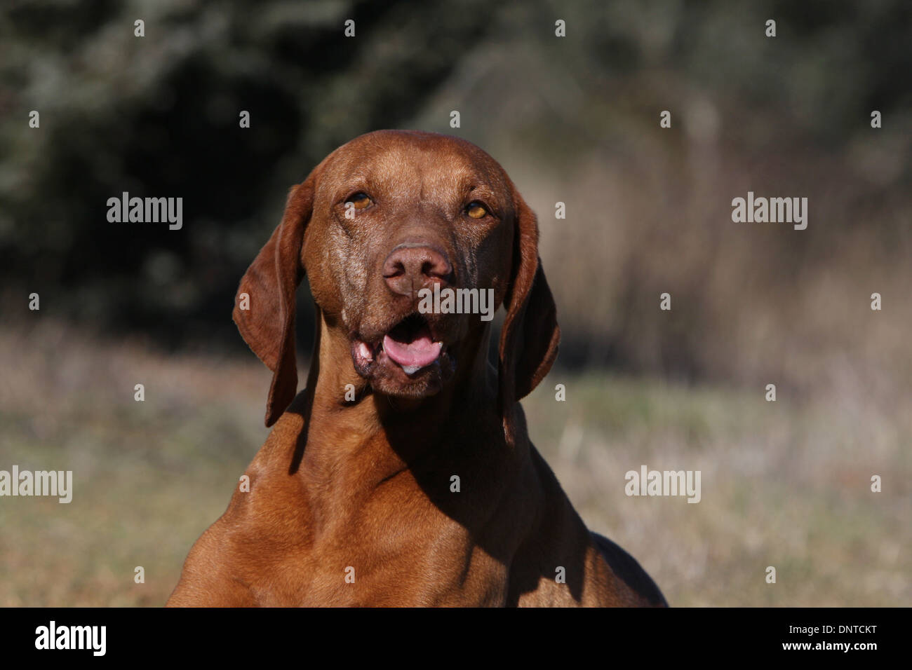 dog Magyar Vizsla / Hungarian Pointer shorthaired  adult portrait Stock Photo