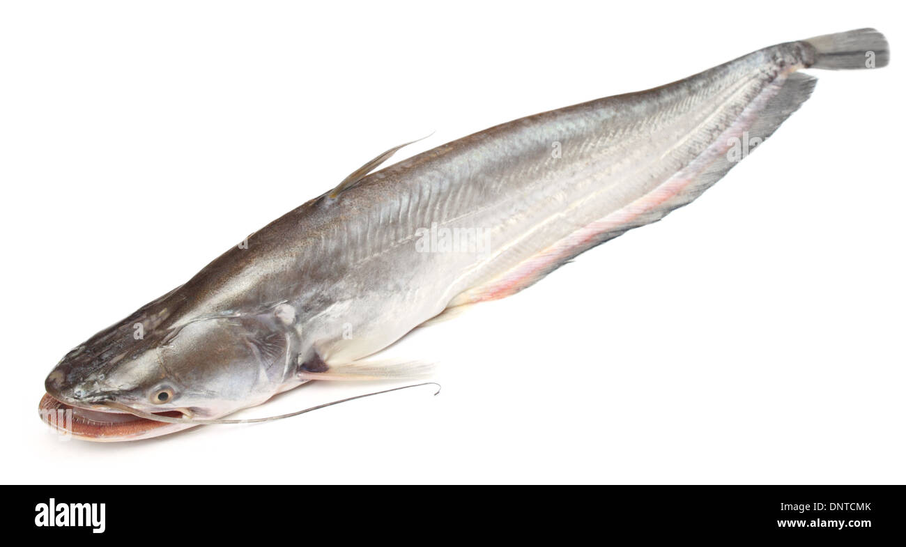 Bengali boal fish Cut Out Stock Images & Pictures Alamy