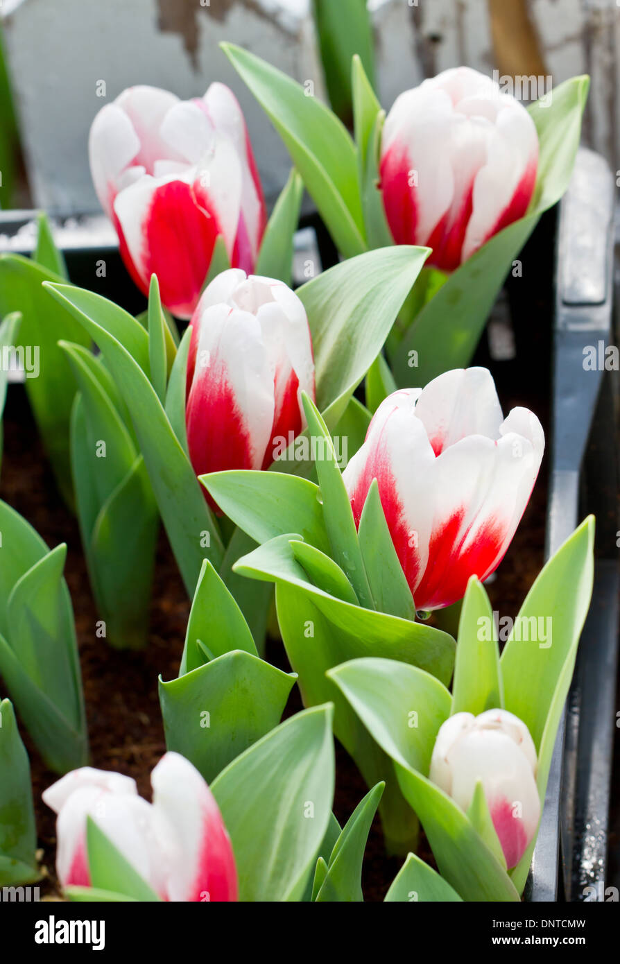 Red white tulip flowers Stock Photo Alamy