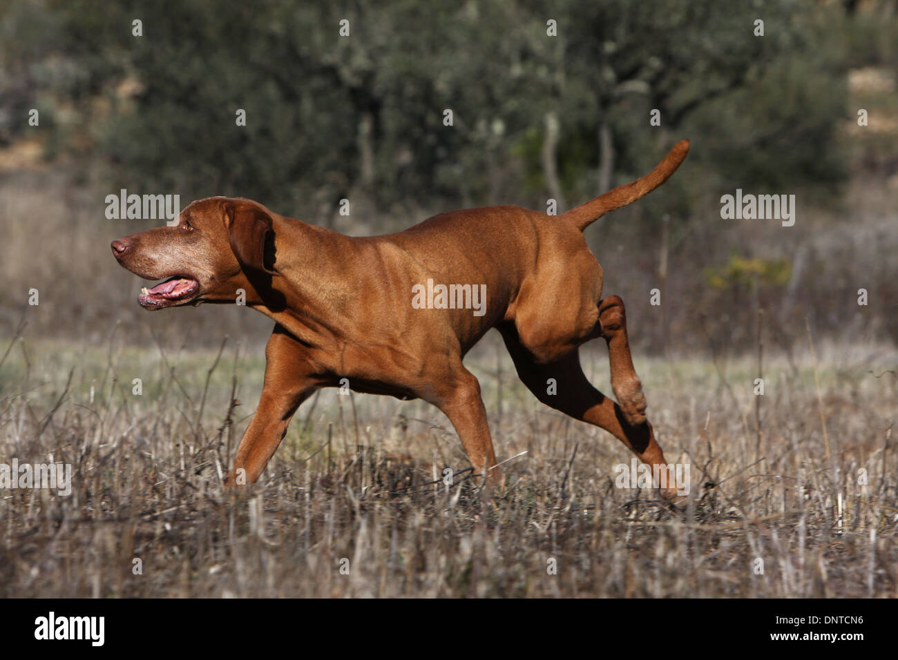 Dog Magyar Vizsla Hungarian Pointer Shorthaired Adult Running In