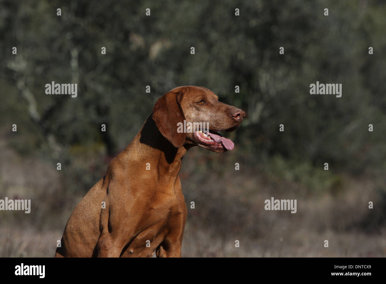 Magyar Vizsla Kurzhaar High Resolution Stock Photography and Images - Alamy