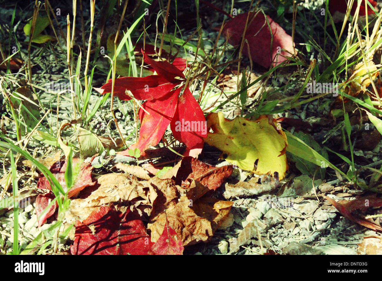 Fall leaves color hi-res stock photography and images - Alamy