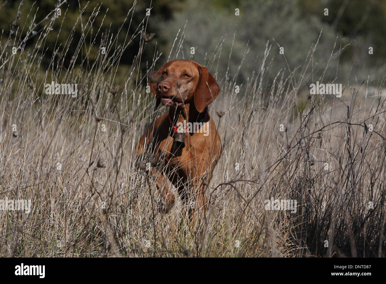 Dog Magyar Vizsla Hungarian Pointer Shorthaired Adult Pointing