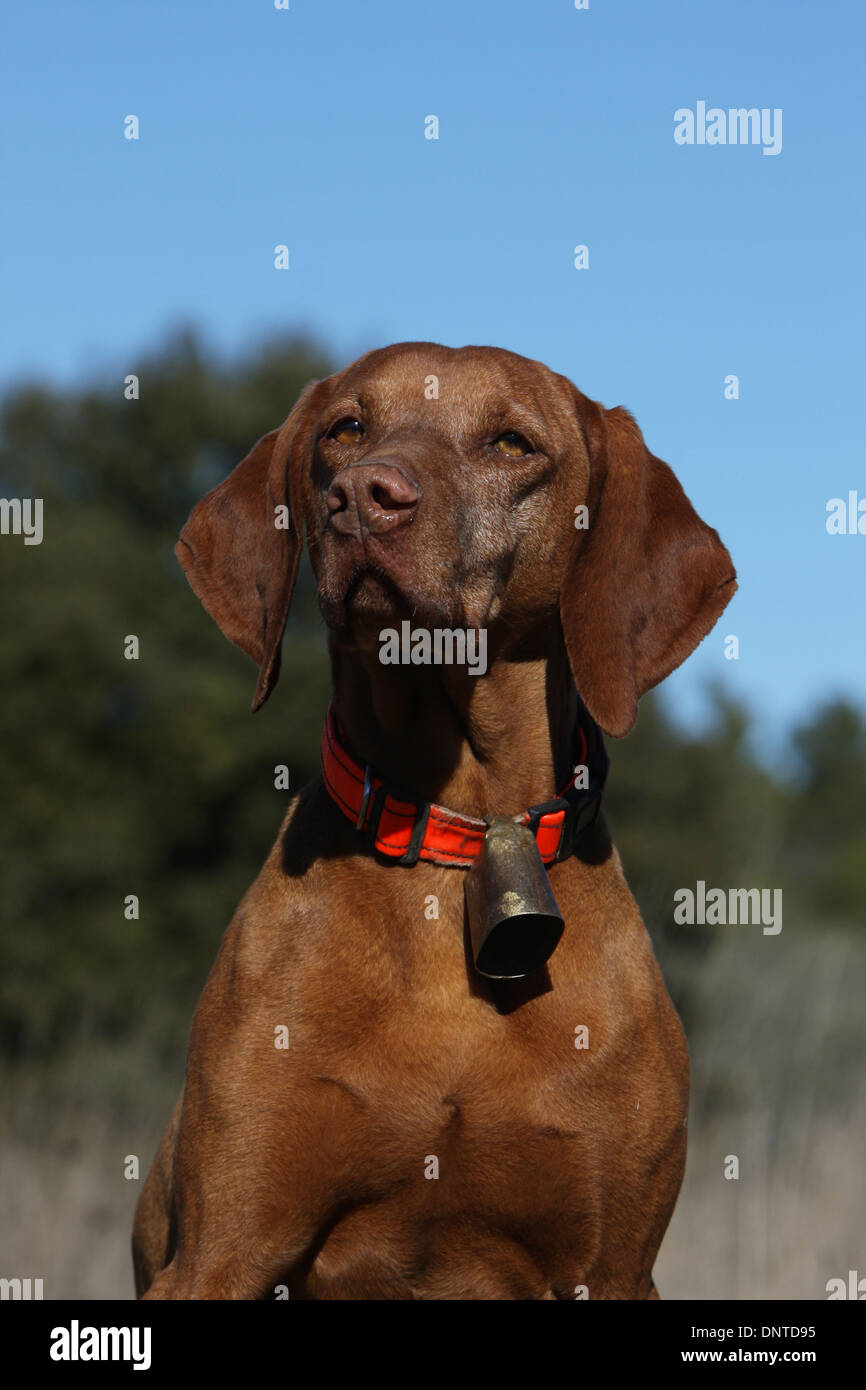 dog Magyar Vizsla / Hungarian Pointer shorthaired  adult portrait Stock Photo