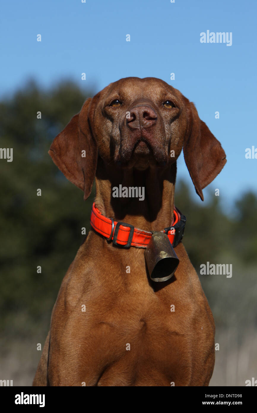 dog Magyar Vizsla / Hungarian Pointer shorthaired  adult portrait Stock Photo