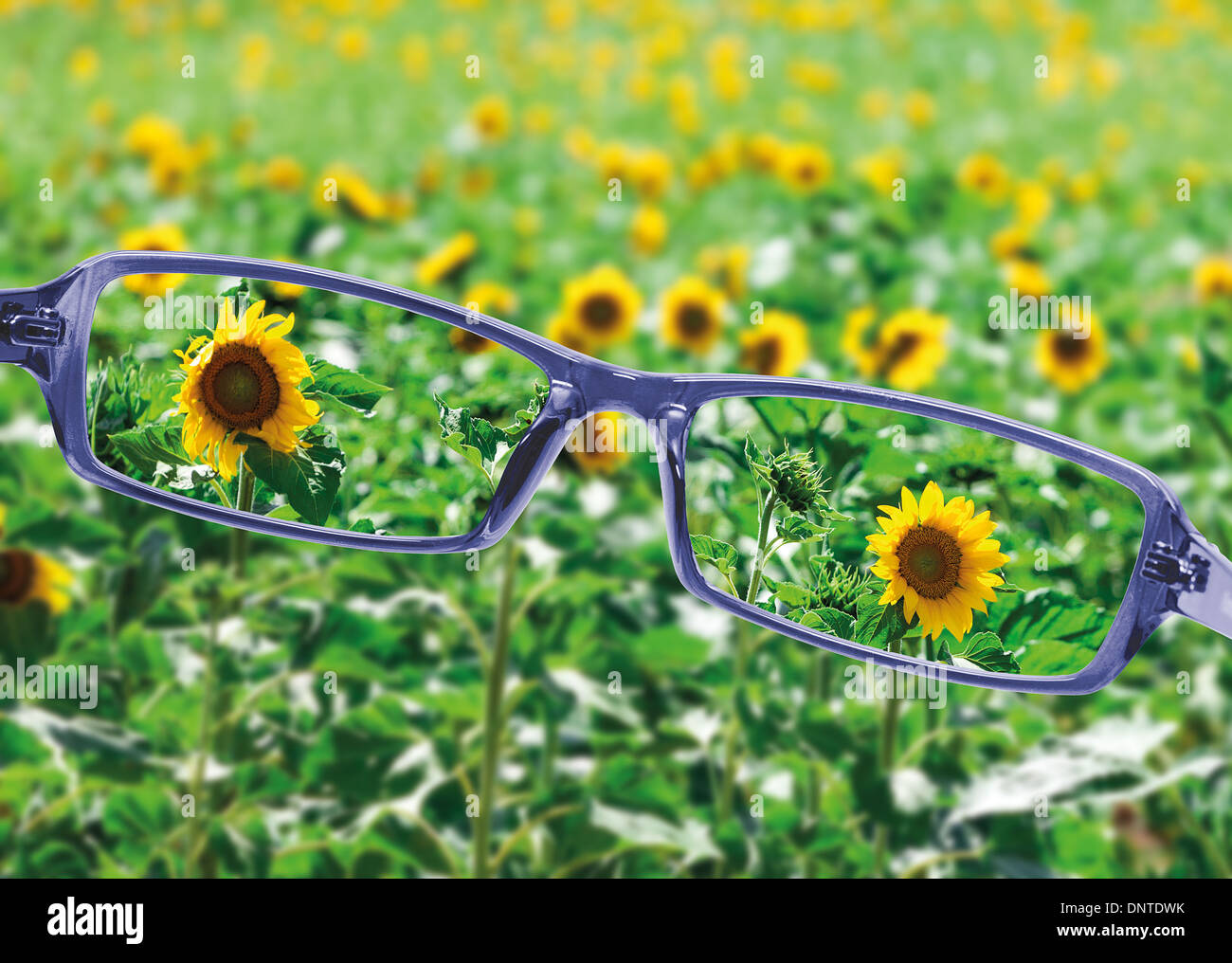 View from reading eyeglasses on beautiful nature view, healthy eyesight concept Stock Photo