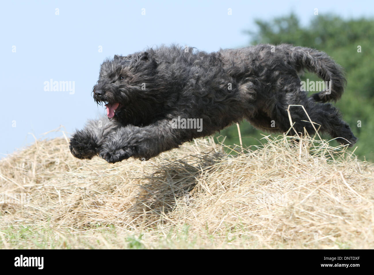 Flanders Jump Dog Bouvier des Flandres / Flanders Cattle Dog adult jumping on a bale ...