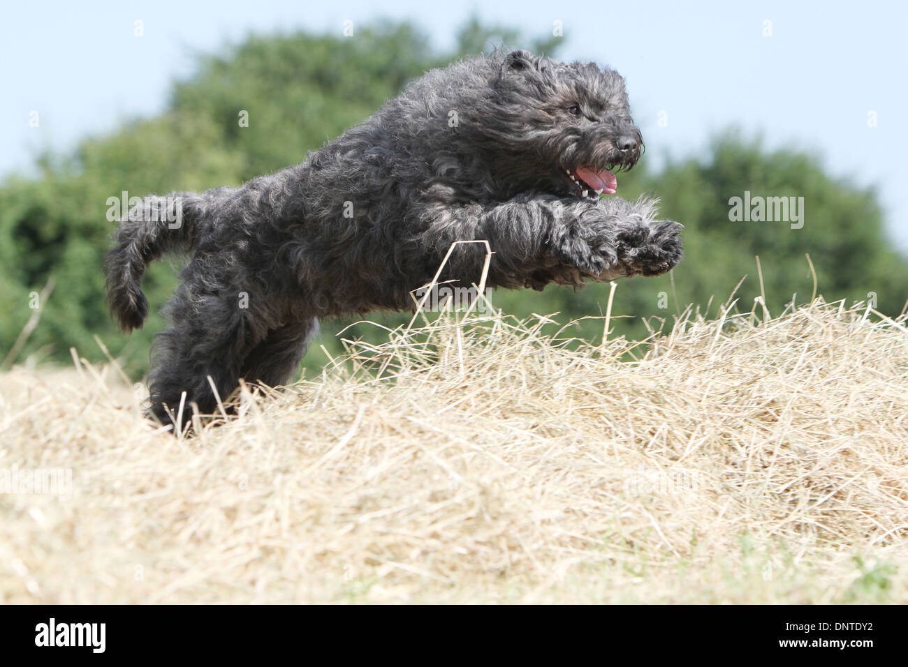 Flanders Jump Dog Bouvier des Flandres / Flanders Cattle Dog adult jumping on a bale ...