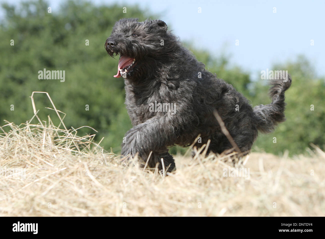 Flanders Jump Dog Bouvier des Flandres / Flanders Cattle Dog adult jumping on a bale ...