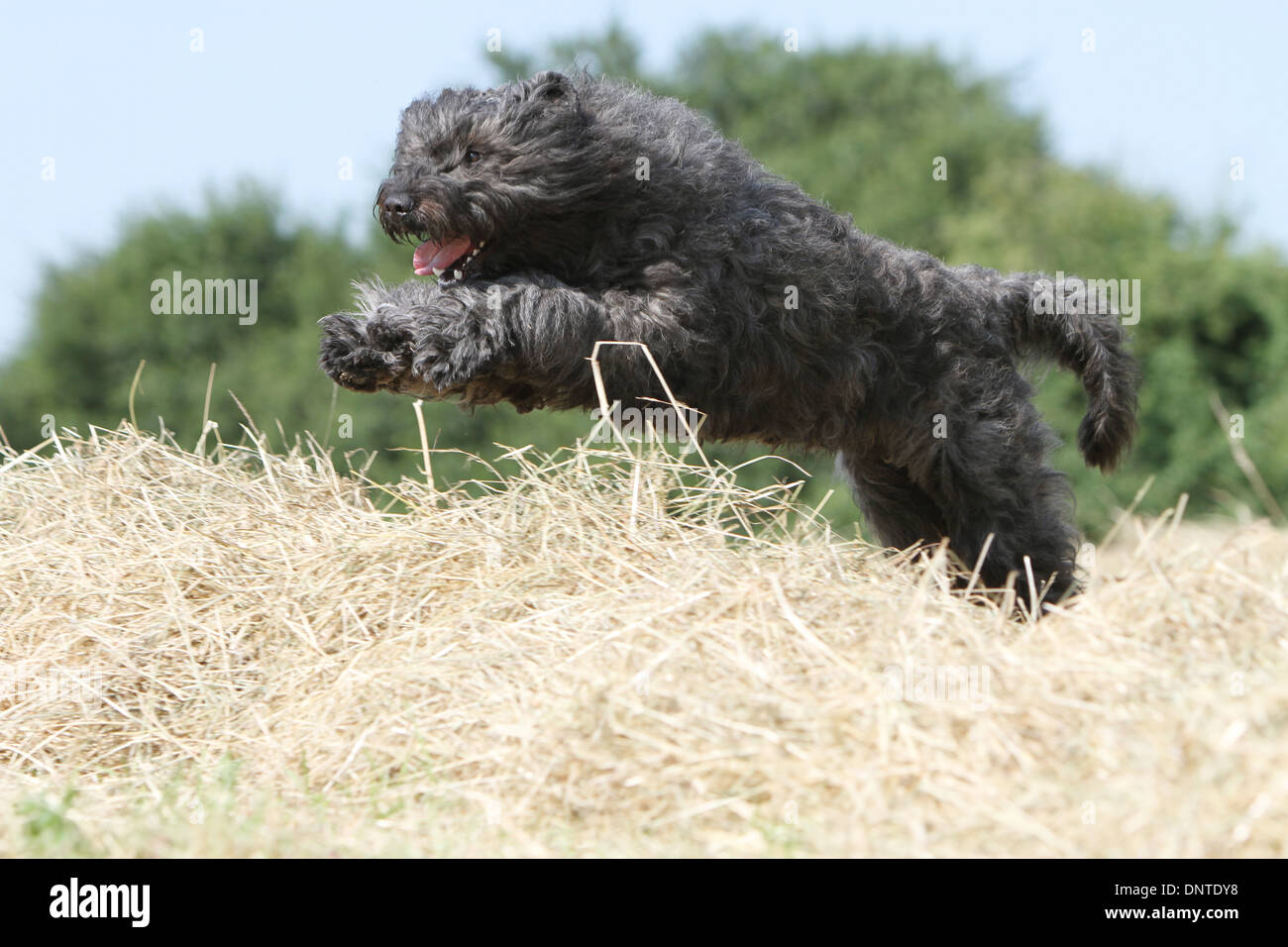 Flanders Jump Dog Bouvier des Flandres / Flanders Cattle Dog adult jumping on a bale ...