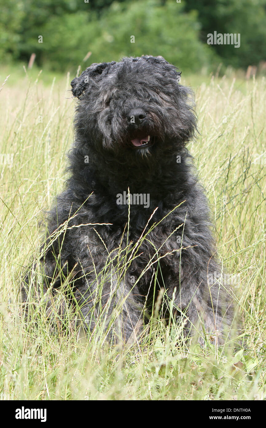 Dog Bouvier des Flandres / Flanders Cattle Dog   adult sitting in a meadow Stock Photo